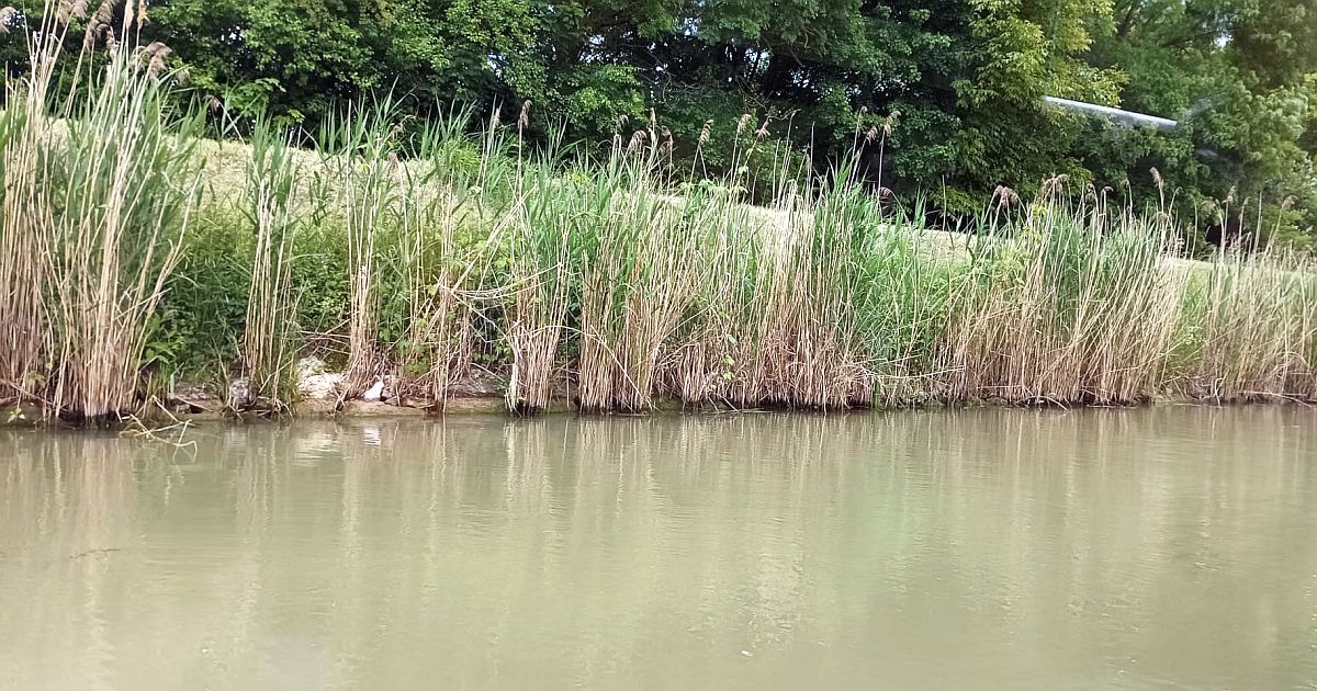 Slepé rameno Dyje u Břeclavi vypadá jako amazonský prales. Pod korunami zaplavených stromů se skrývá rybářská perla Moravy