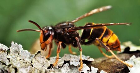 Sršeň asijská se šíří Evropou od roku 2004, kdy jedna královna přeletěla z kontejneru v přístavu. V Česku máme letos dva výskyty