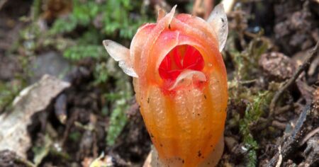 V Thajsku roste květ, který vypadá jako filmová rekvizita: černý, se třemi rohy. Chlorofyl nahradil napojením na houby v půdě