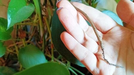 Vzdušné kořeny monstery vylučují do vody auxiny. Řízky jiných rostlin vedle nich zakoření rychleji a bez hniloby