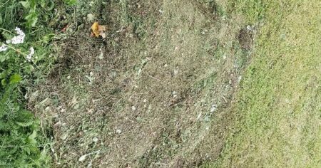 Posekaná tráva funguje jako mulč lépe než kůra. Rozhoduje ale rychlost rozkladu, která živí půdu dusíkem zespoda