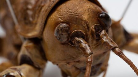 Kolonisté vykáceli les a dovezli krysy. Nejtěžší hmyz světa zůstal na jediném ostrově. Vrátit ho pomohl mechanismus, který zoo převzala z farmy