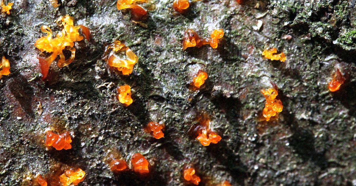 Na kmenech javorů ve Slezsku rostou léze velikosti talíře. Americká houba rozrušuje dřevo enzymem, který strom nedokáže zastavit