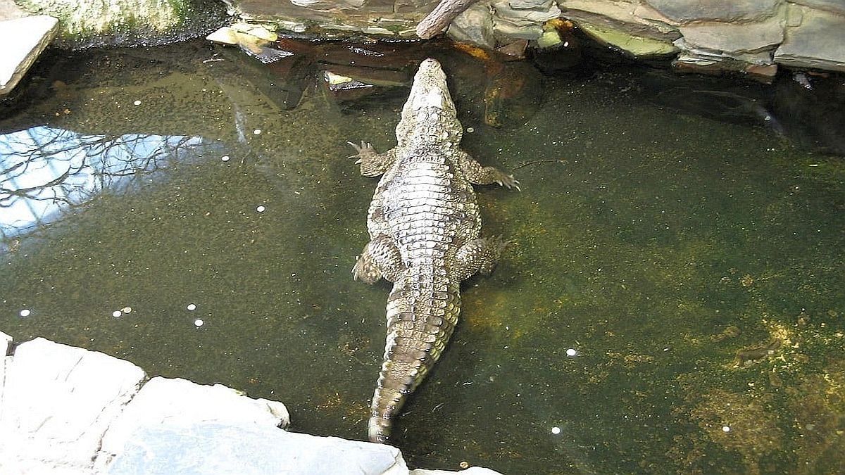 Stačil jeden AI obrázek krokodýla a Singapur uzavřel největší přehradu na dva dny. Zákon o falešných zprávách mění vtip v 10 let vězení