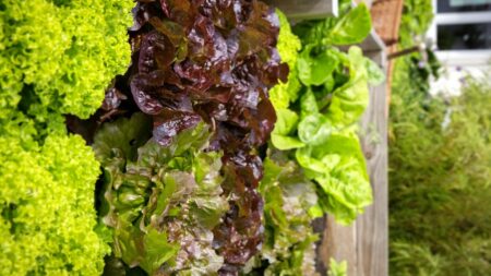 Salát umí vyrábět protein, který dává masu červenou barvu i umami chuť. Myoglobin v chloroplastech roste díky jejich bakteriálním genům