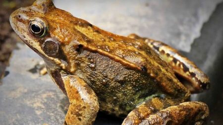 Ranavirus zabije v rybníce všechny larvy najednou. Pulci skokana lesního mu ale unikají trikem, který mění rychlost jejich vývoje