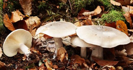 Mlženka roste v lesích až do prosince, kdy ostatní houby dávno zmizely. Její metabolismus funguje i při teplotách blízko nule